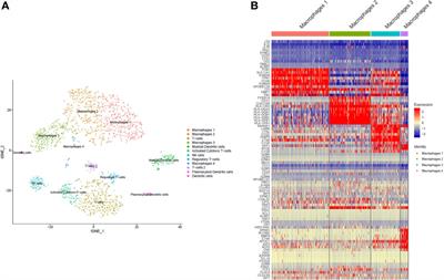 Proteinase-Mediated Macrophage Signaling in Psoriatic Arthritis